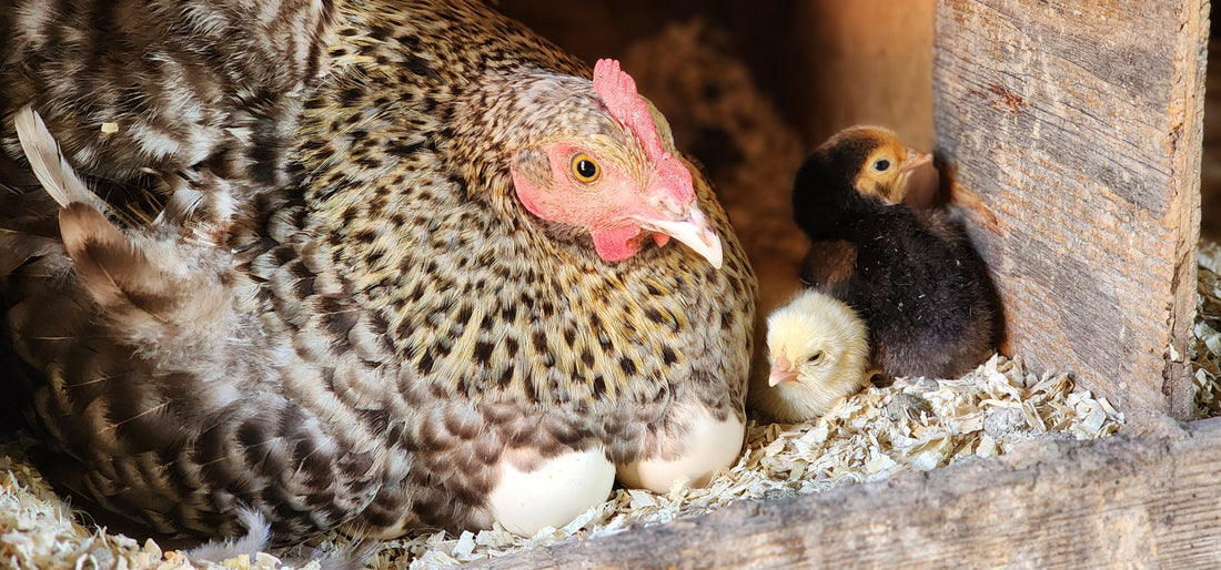 Springtime Means New Life