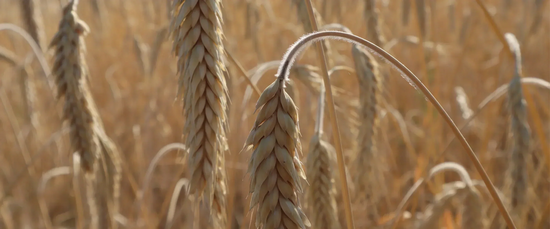 Why Choose Non-GMO?!