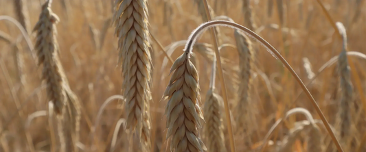 Why Choose Non-GMO?!