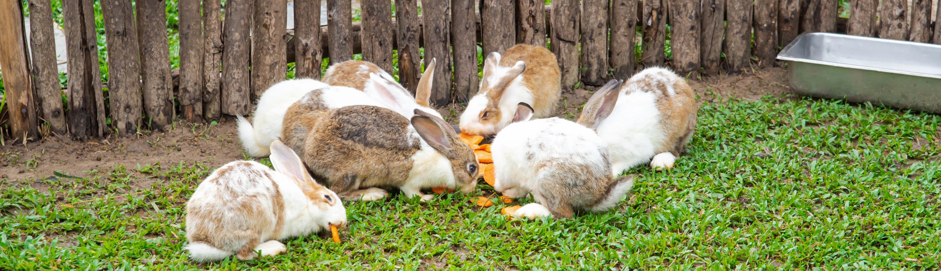Rabbits eating on grass