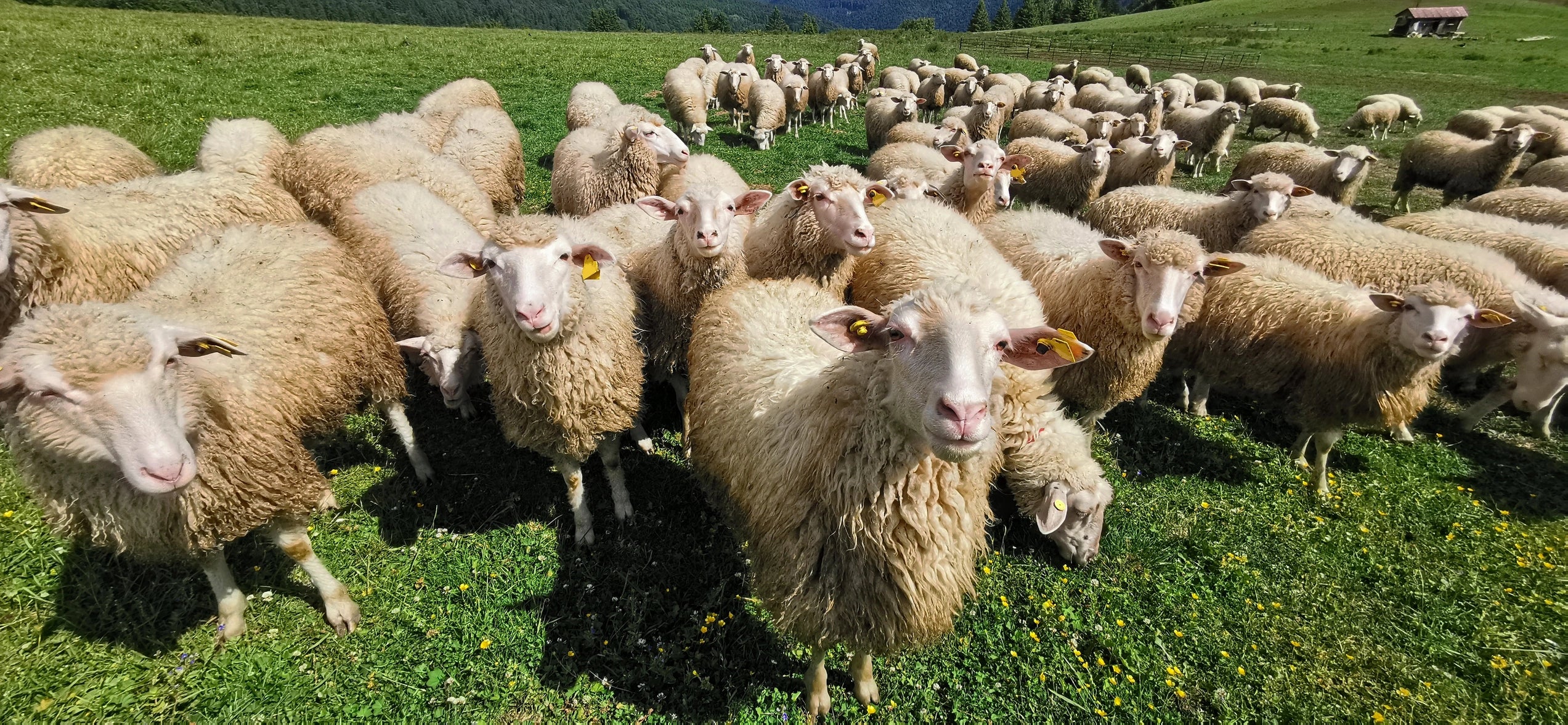 A flock of sheep on pasture