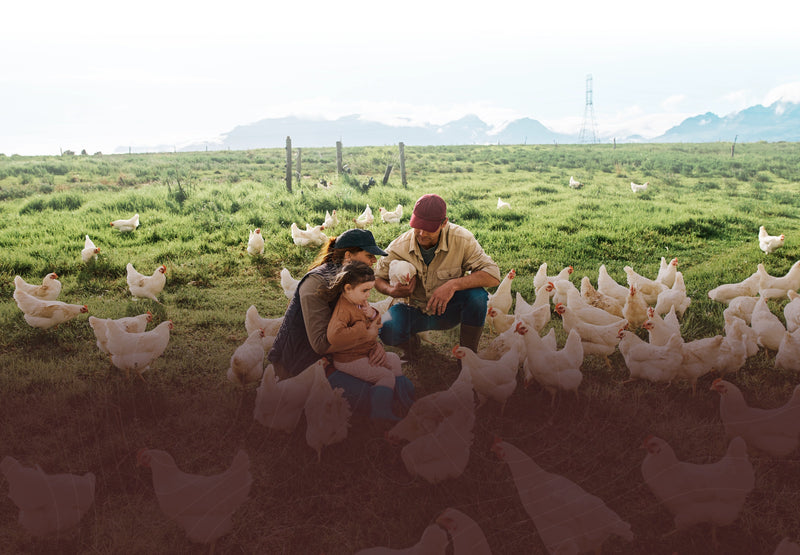 A family crouched in green pasture among free-ranging white hens