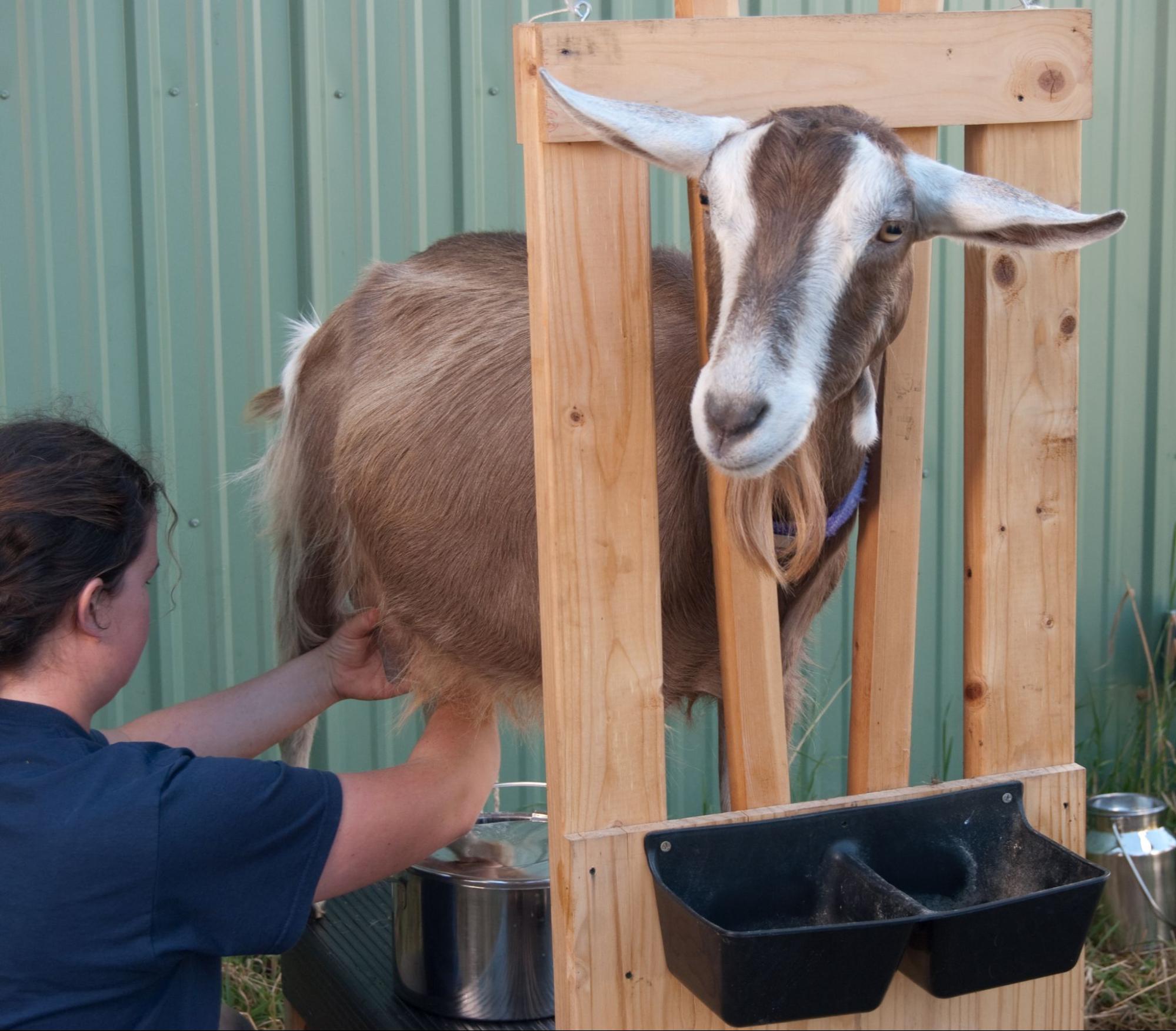 A dairy goat on the milk stand