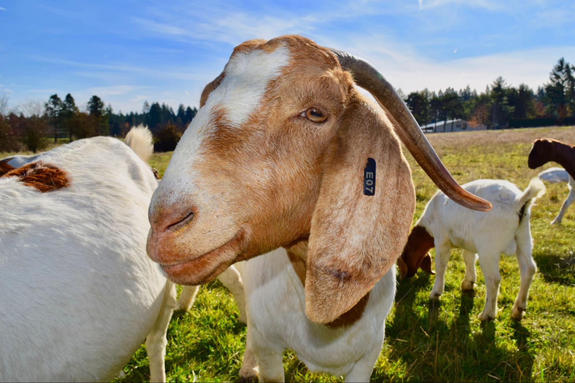 A Boer goat on pasture