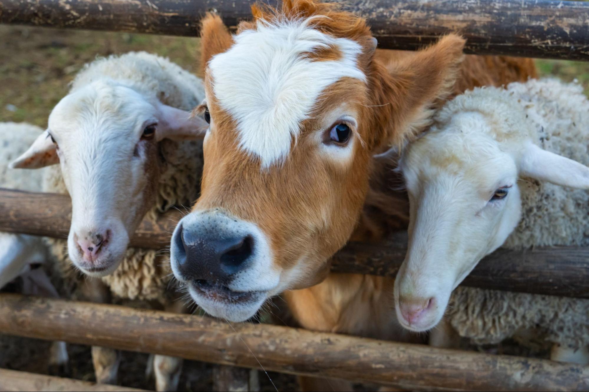 A calf and two sheep looking over a fence