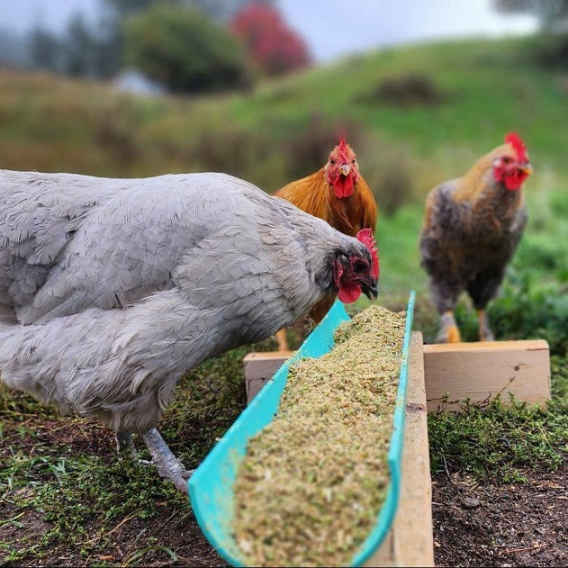 Hens eating fresh feed from a trough