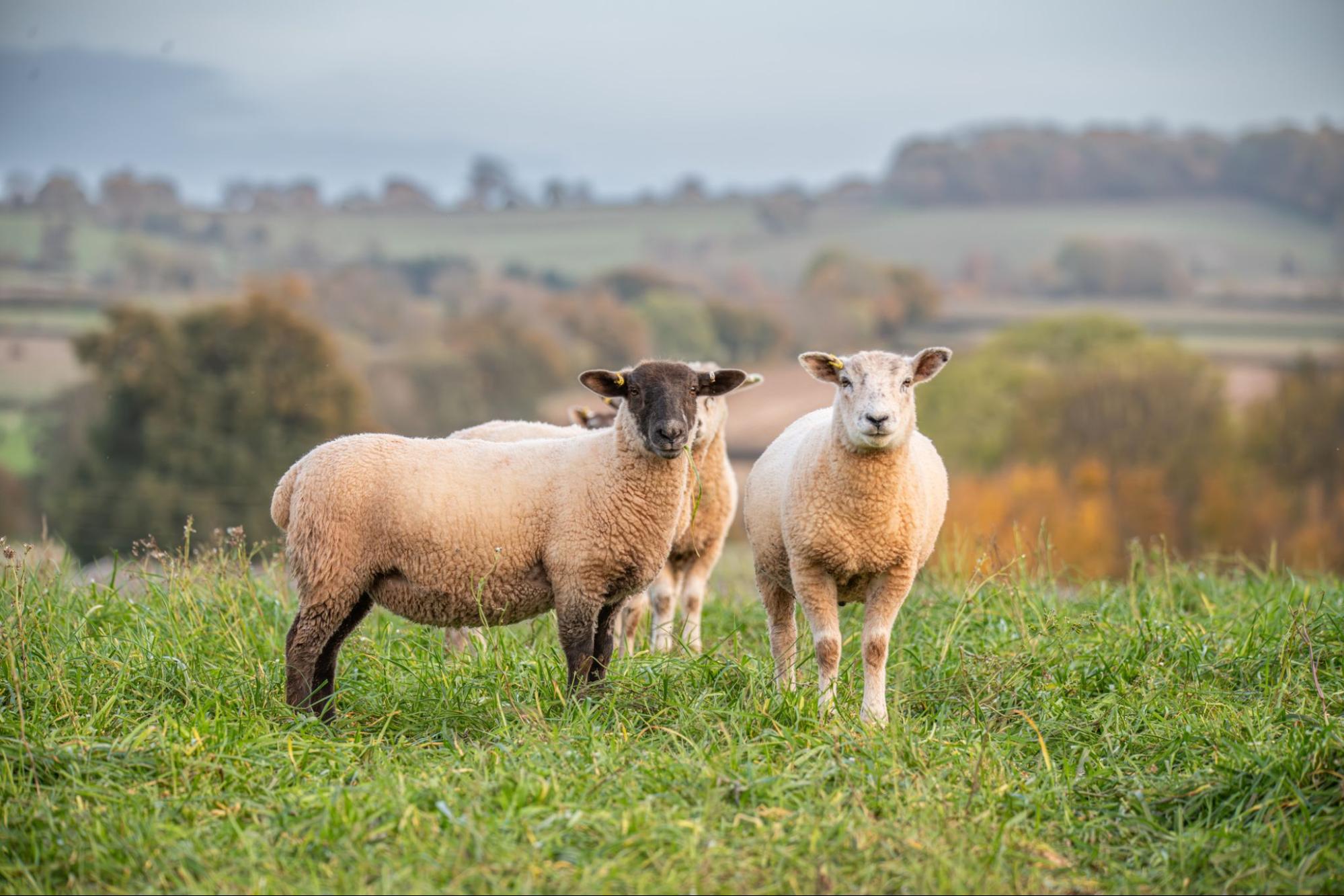 Two sheep on a fall pasture