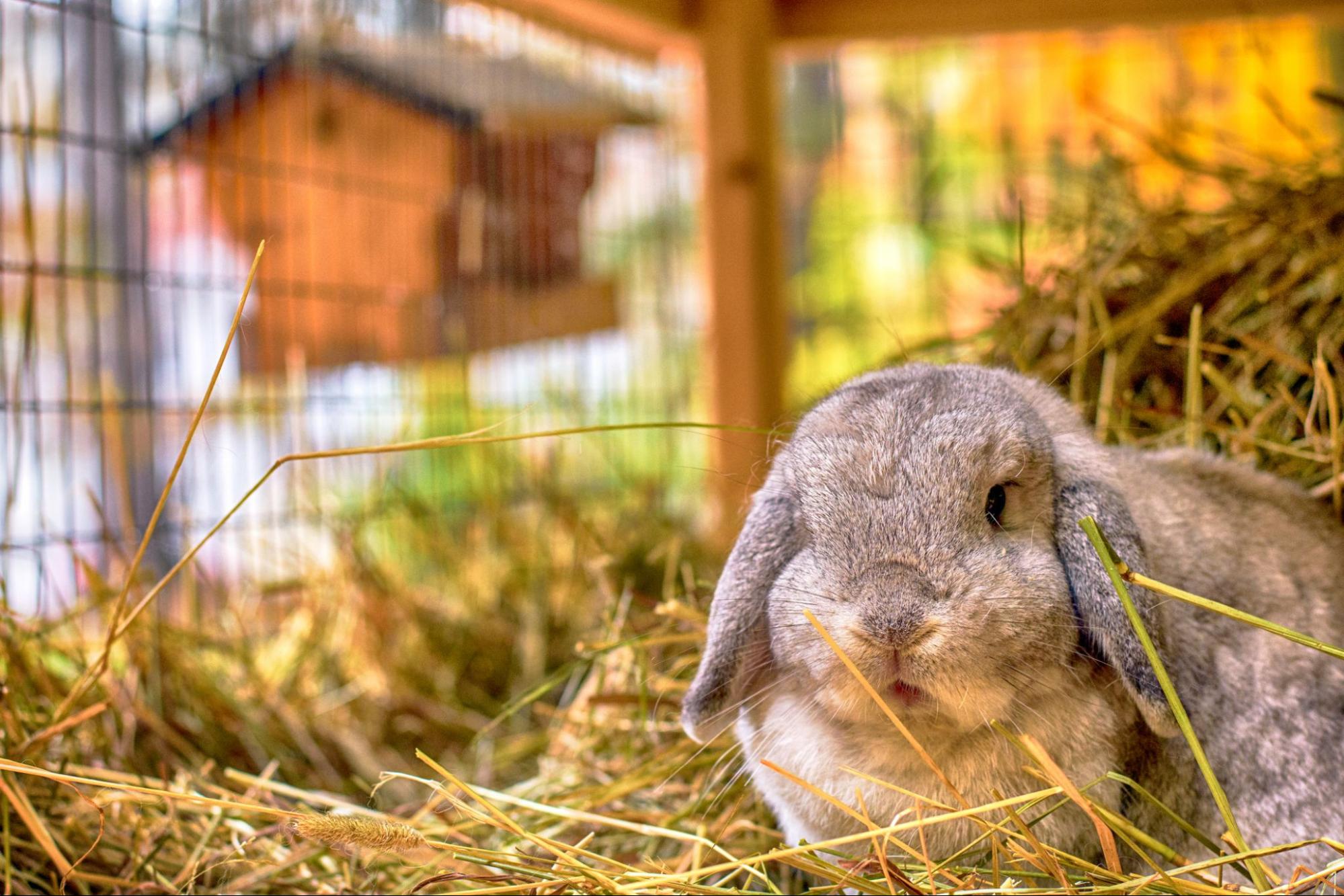 A lop-eared rabbit in the straw