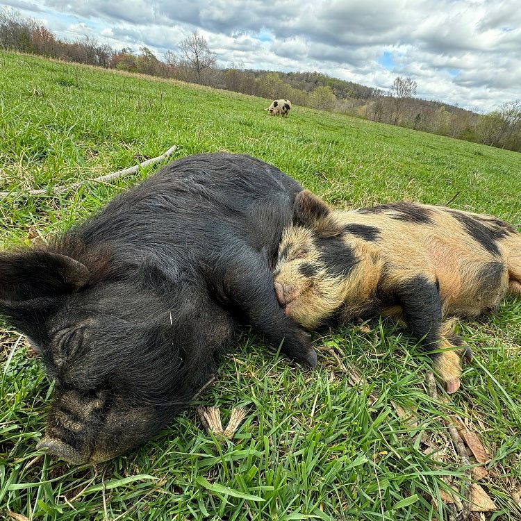 Two pigs resting in a green pasture