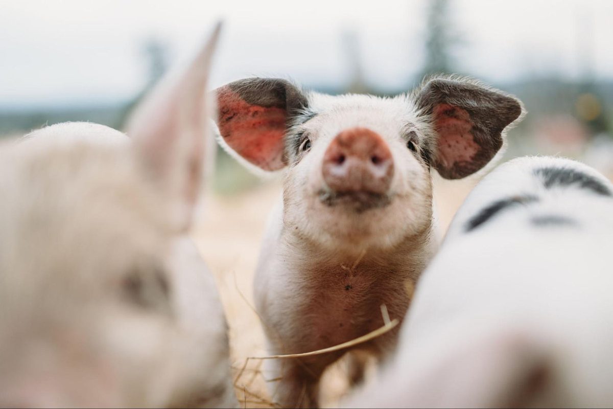 Close-up of a young piglet